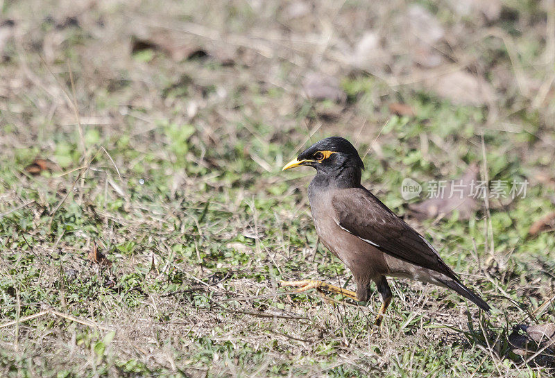 Common Myna, Acridotheres tristis, walking, Kanha NP, India